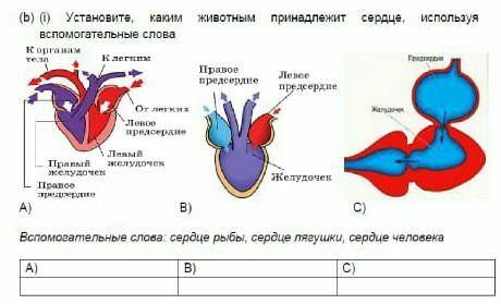 Устоновите каким животным принадледит сердце​