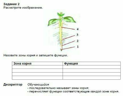 Назовите зоны корня и запишите их функции