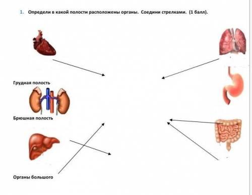 1. Определи в какой полости расположены органы. Соедини стрелками. ( ). Грудная полостьБрюшная полос