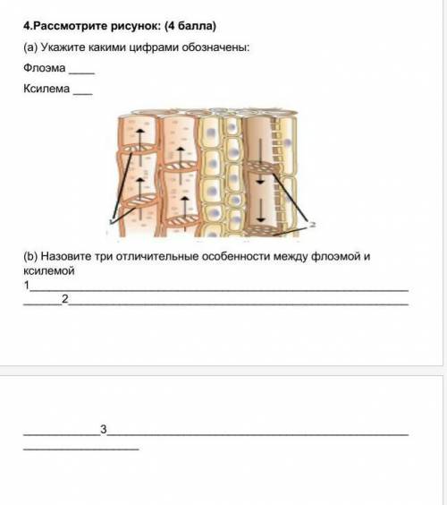 Рассмотрите рисунок: ( ) (а) Укажите какими цифрами обозначены:Флоэма Ксилема ___(b) Назовите три от