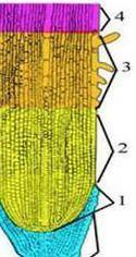 На рисунке представлены зоны корня Расшифруйте обозначения​
