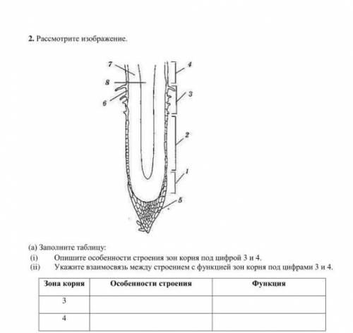 Рассмотрите изображение заполните таблицу опишите особенности строения корня под цифрой 1 и 5 НУЖНО