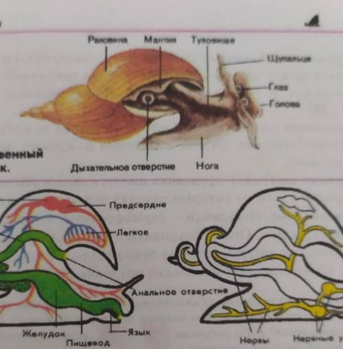 По рисункам 32,36 установите особенности кровеносной системы прудовика в сравнении с кровеносной сис