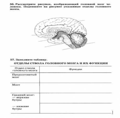 Подпишите на рисунке отделы головного мозга. 2. Заполните таблицу «Отделы ствола головного мозга и и