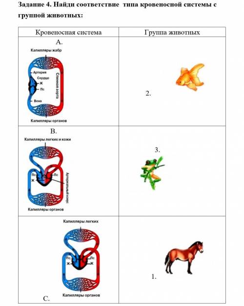 Найди соответствие типа кровеносной системы с группой животных: Кровеносная система Группа животных
