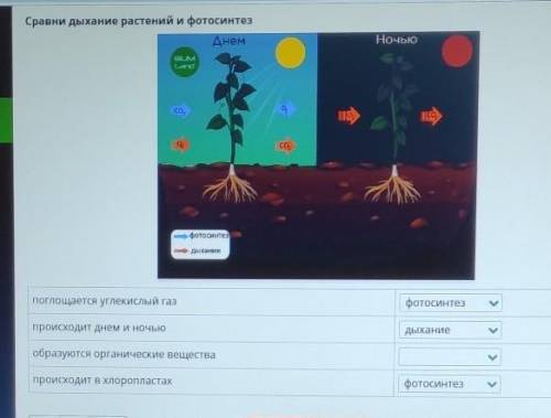 Дайте ответ, что по онлайн мектеп верное? Сравни дыхание растений и фотосинтез поглощается углекислы