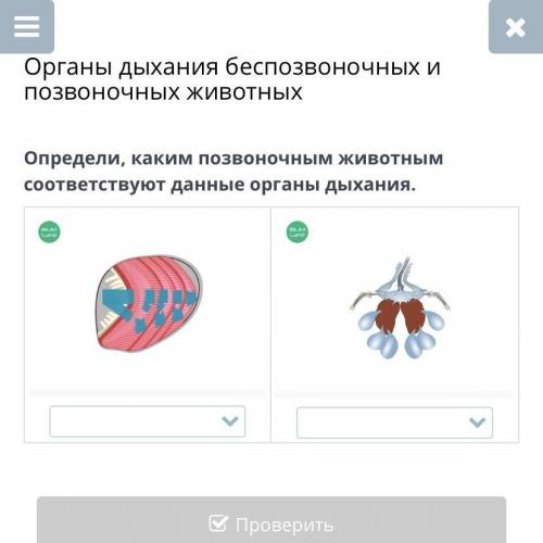 Органы дыхания беспозвоночных и позвоночных животных Определи, каким позвоночным животным соответств