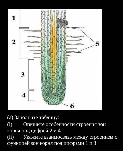 Опишите особенности строения зон корня под цифрой 2 и 4 Укажите взаимосвязь между строением с функци