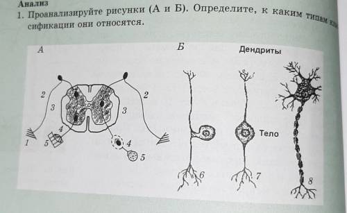 Проанализируйте рисунки (А и Б). Определите, к каким типам классификации они относятся