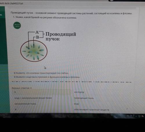 Проводящий пучок - основной элемент проводящей системы растений, состоящий из ксилемы и флоэмы. 1. У