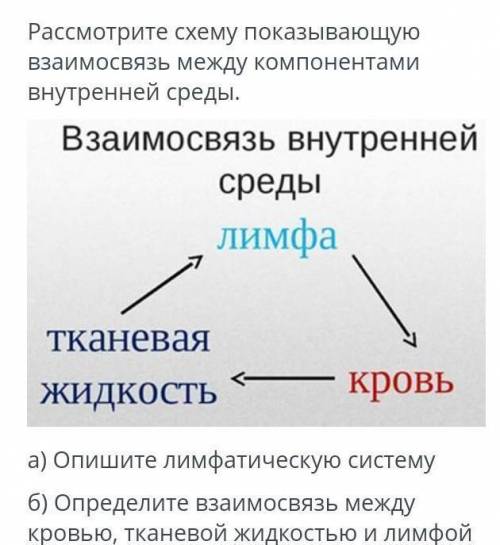 Рассмотрите схему показывающую взаимосвязь между компонентами внутренней среды. а) Опишите лимфатиче