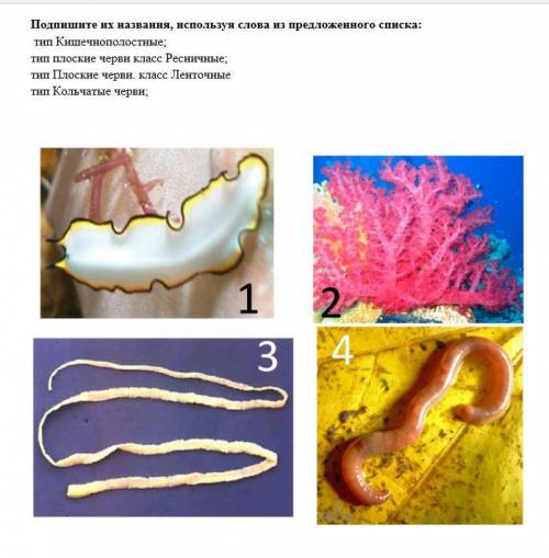 Подпишите их названия, используя слова из предложенного списка: тип Кишечнополостные; тип плоские ч