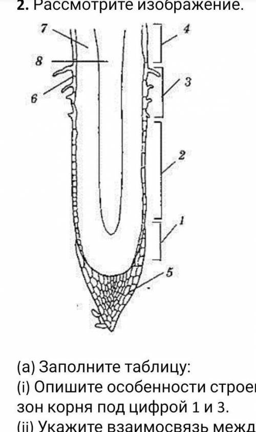 Рассмотрите изображение. (а) Заполните таблицу:(i) Опишите особенности строения зон корня под цифрой