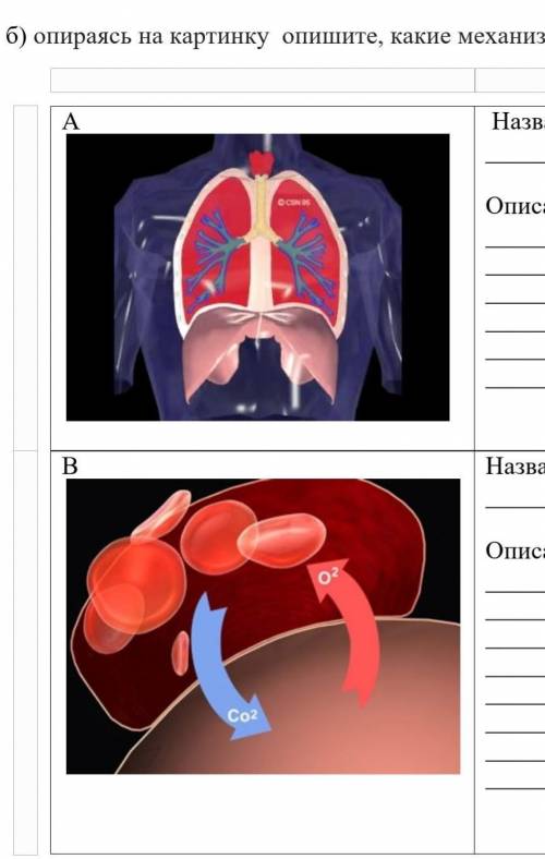 Б) опираясь на картинку опишите, какие механизмы газообмена показаны. А Название:Описание:В Название