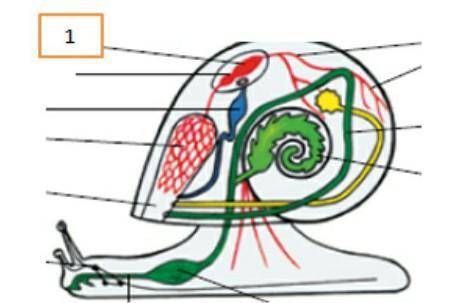 Обозначьте члена улитки с номером 1 Число, обозначенное цифрой 1​
