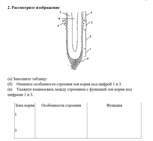 Рассмотрите изображение а заполните таблицу опишите особенности строения зон корня под цифрой 1 и 3​