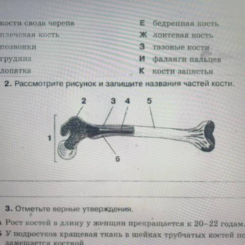 2. Рассмотрите рисунок и запишите названия частей кости. 2 3 4 5 1