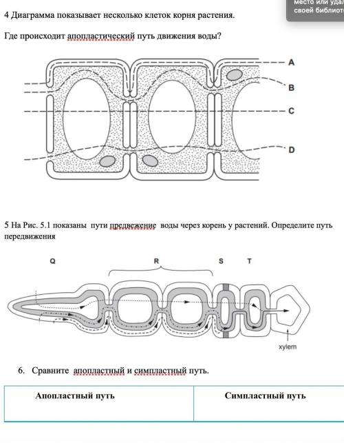 На рис 5.1 показаны пути передвижения воды через корень у растений. Определите путь передвижения