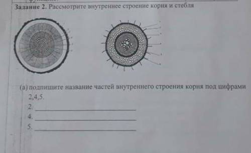 Задание 2.Подпишите название частей внутреннего строения стебля и корня.2,4,5​даю 25 бплов