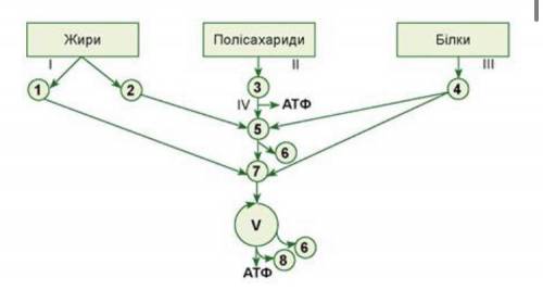 6. Розгляньте схему катаболізму жирів, полісахаридів і білків, наведену на малюнку 4. Складіть власн