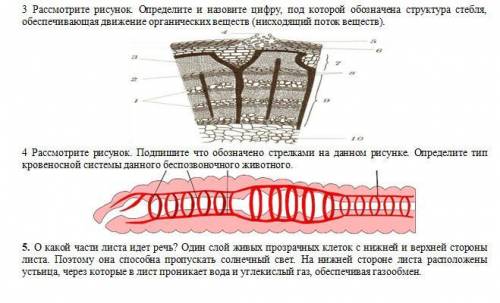 Суммативное оценивание за раздел «Транспорт веществ», 2 четверть 7 класс, 1 вариант