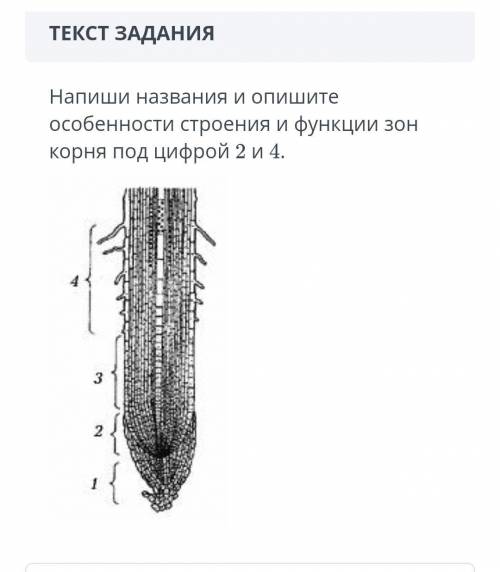 Напиши названия и опишите особенности строения и функции зон корня под цифрой и 2 и 4.