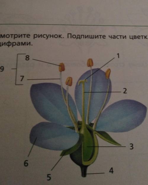 Нужно обозначить названия, 6 класс​