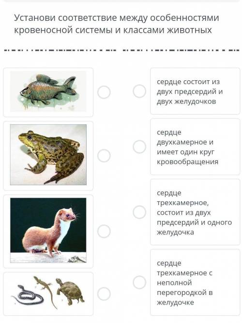 Устонови соответствие между особенностями кровеносный системы и классами животных​