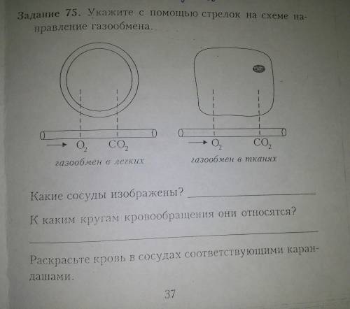 1. Какие сосуды изображены? 2. К каким кругам кровообращения они относятся?