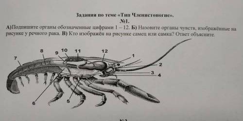 По фотке это самка или самец!???