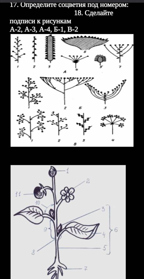 Определите соцветия под номером: 18. Сделайте подписи к рисункам А-2, А-3, А-4, Б-1, В-2​