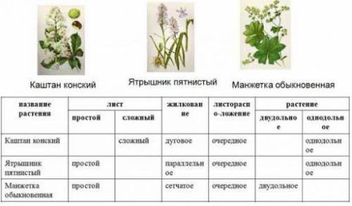 Кисть, Зонтик, Початок, Головка, Колос, Завиток, Метелка, Сложный зонтик, Корзинка, Снежный колос,