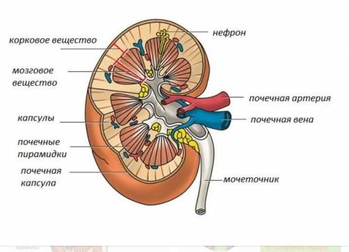 Какое строение имеют почки​