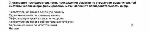 Установите последовательность прохождения веществ по структурам выделительной системы человека при ф