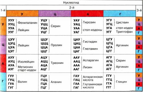 Фрагмент матричной ДНК имеет следующую последовательность: ТГЦГААТГТТТГЦТГОпределите последовательно