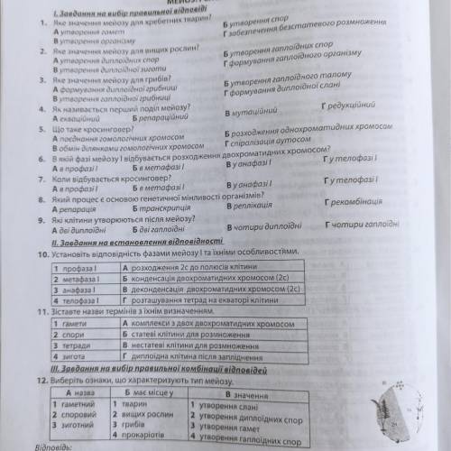 Биология тема:Мейоз,Рекомбинацииінація ДНК