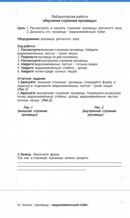 Лабораторная работа Изучение строения луковицы ЛУЧШЕ И ПРАВИЛ НО, БИОЛОГИЯ 6 КЛАСС​