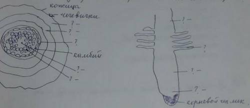 Обозначить внутреннее строение стебля и корня. Вопрос по биологии 7 класс​