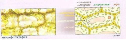 Лабораторная работа Изучение процесса синтеза и распада в клетках листа элодеи Цель, Оборудование,