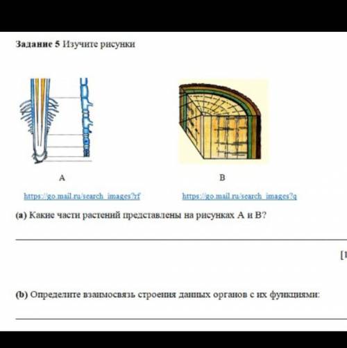 Вы Только что Задание 5 Изучите (а) Какие части растений представлены на рисунках А и В?(b) Определи