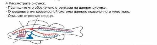 Рассмотрите рисунок. - Подпишите что обозначено стрелками на данном рисунке. - Определите тип кровен