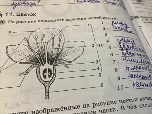 Как называется часть цветка ( биология 6 класс ) под цифрой 3 можете подсказать НЕ с готовых домашни