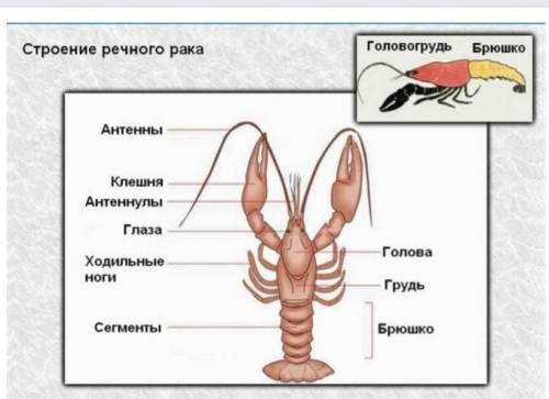 Найдите щели, ведущие в жаберные полости ( по бокам головогруди под ногами)​