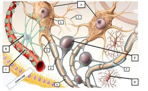 Рассмотри рисунок на котором изображены группа элементов нервной ткани 1)разлечите на ресунке нейрон