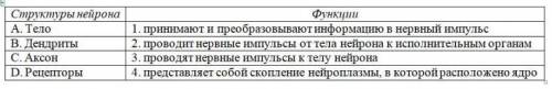 Установите соответствия строения мтруктуру нейрона и их функций