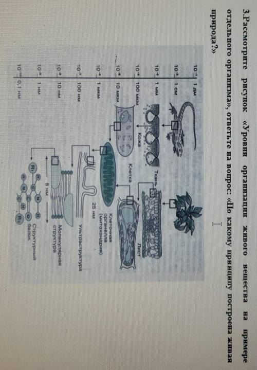 Рассмотрите рисунок Уровни организации живого вещества на примере отдельного организма ответьте на в