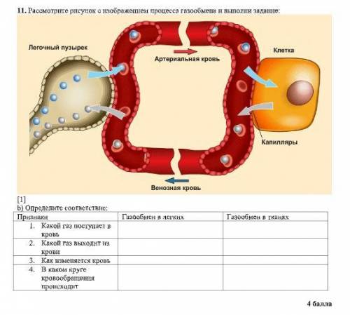Рассмотрите рисунок с изображением процесса газообмена и выполни задание: