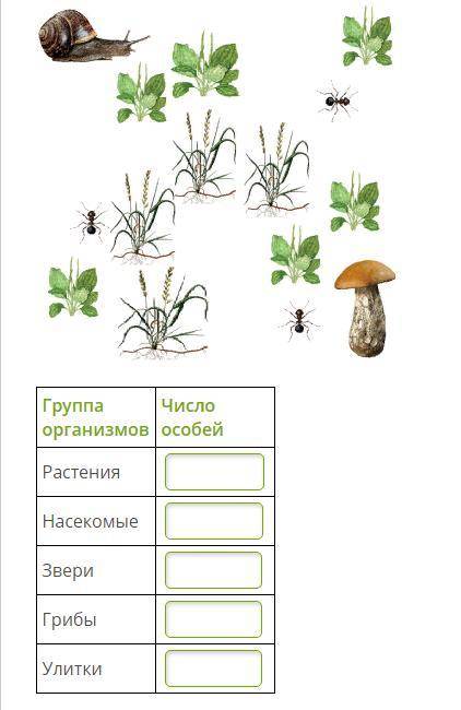 1. Рассмотри пробную площадку на лужайке и внеси данные в таблицу. (Если особей этого вида нет на пл