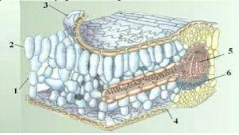 1.      Рассмотрите изображение внутреннего строения листа. (а) Укажите цифру, указывающую на губчат