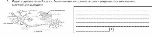 Изучите строение нервной клетки. Выявите отличия в строение аксонов и дендритов. Как это связанно с